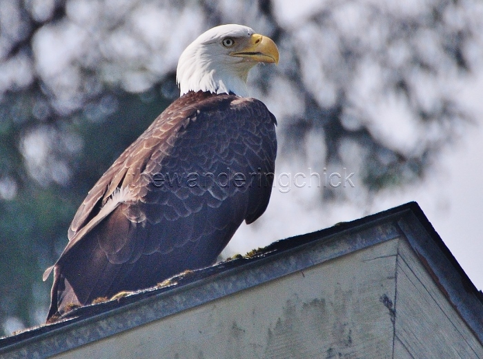 eagle